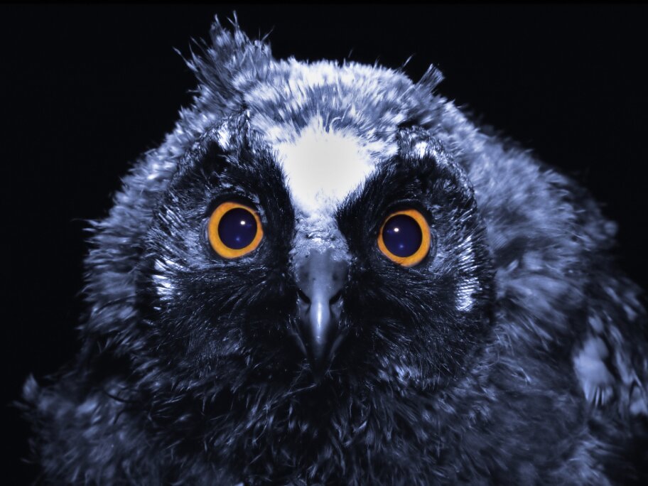 Night owl